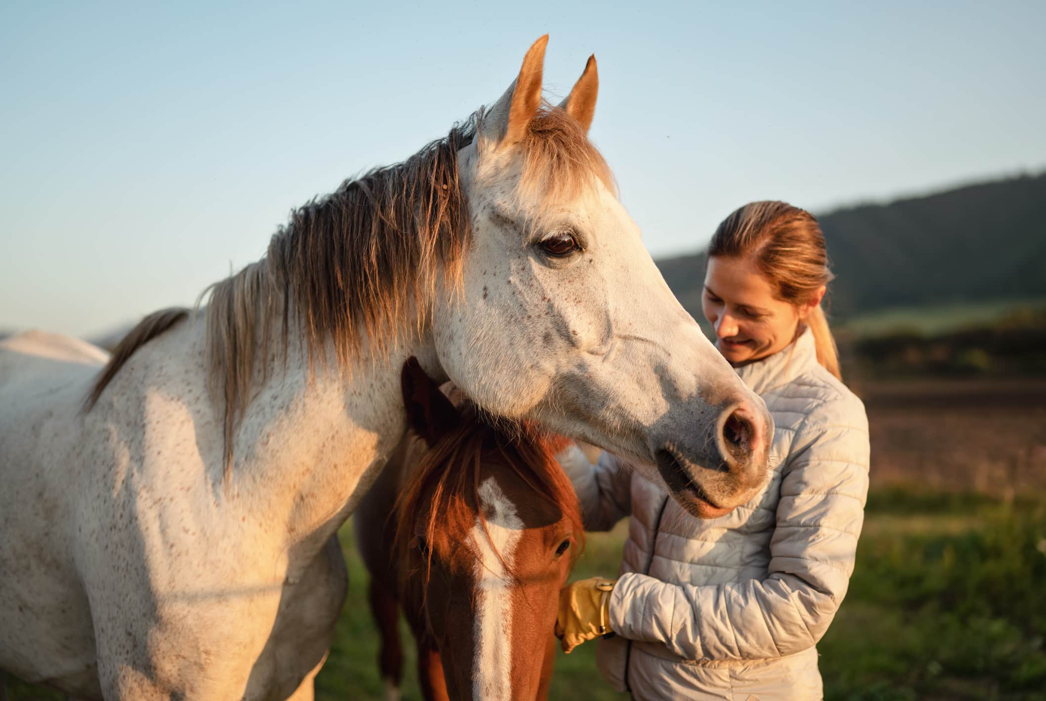 White Arabian horse, autumn afternoon, detail on head, blurred smiling young woman in warm jacket petting another brown animal behind